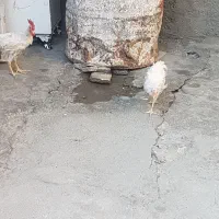 مرغ وخروس 7 ماهه