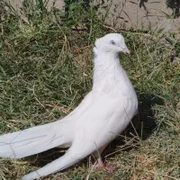 تعدادی پرنده تضمینی