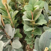 فیکوس صوفیا