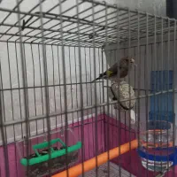 سهره  کرمانی نر|پرنده|گرگان, |دیوار