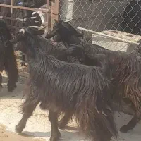 بز میش جوون