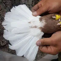 دم سفید نر پرشی فقط تماس بگیرید|پرنده|نیشابور, فردوسی جنوبی|دیوار