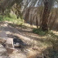 زمین علی آباد|فروش زمین و ملک کلنگی|اهواز, علی آباد|دیوار
