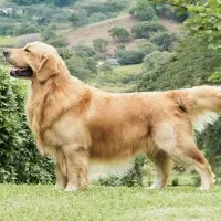 سگ پیدا کردم