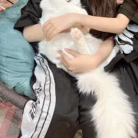 فروش گربه پرشین بریتیش با شناسنانه و واکسن زده|گربه|بندر گناوه, |دیوار