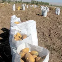 انبار سیب زمینی