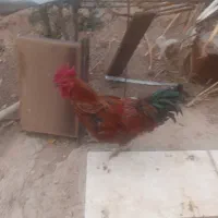 دو عدد خروس