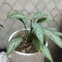 گلدان آگلونما ،بسیار سرحال وزیبا|گل و گیاه طبیعی|تهران, جوادیه تهرانپارس|دیوار