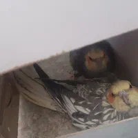 دو جفت عروس هلندی مولد و کار داده|پرنده|اندیشه, اندیشه فاز ۴|دیوار