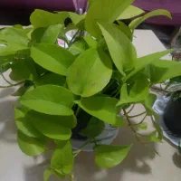 گل پتوس نعون|گل و گیاه طبیعی|تهران, مجیدیه|دیوار