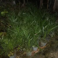 فروش فونیکس سطل ۴