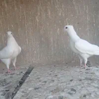 جوجه کفتر