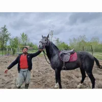 اسب ترکمن ۵ ساله با خط خونی عالی|اسب و تجهیزات اسب‌سواری|رشت, انصاری|دیوار