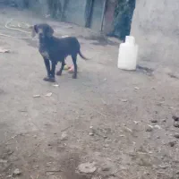 سگ شکاری|سگ|آستانه اشرفیه, |دیوار