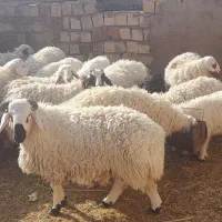 بره و بزغاله