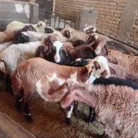 گوسفند میش داشتی و بره|حیوانات مزرعه|هرسین, |دیوار