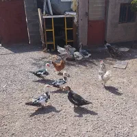 اردک اسراییلی و غاز