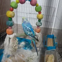 مرغ عشق سخنگو|پرنده|کرمانشاه, |دیوار