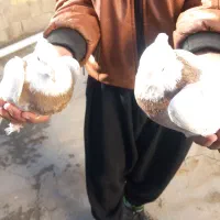 کبوتر|پرنده|جوانرود, |دیوار