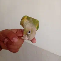 یک عدد طوطی گرینچیک