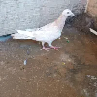 کبوتر|پرنده|لردگان, |دیوار