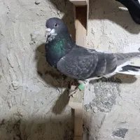 شهری بهبهونی|پرنده|شیراز, حومه شیراز|دیوار