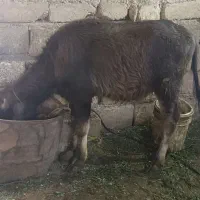 گتوند|حیوانات مزرعه|گتوند, |دیوار