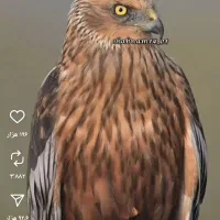 استخدام‌منشی خانم و نظافتچی خانم‌