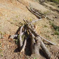 بریدن قطع کردن درخت باغ