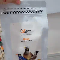 مرغ مینا|پرنده|یاسوج, |دیوار