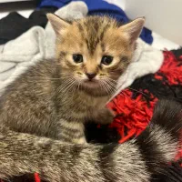 واگذاری رایگان گربه ۳ ماهه