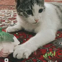 گربه گم شده در ابهر حوالی ثبت احوال کوچه خانصنمی|گربه|ابهر, |دیوار