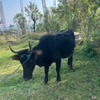 گاو گوساله نر|حیوانات مزرعه|رضوانشهر, |دیوار