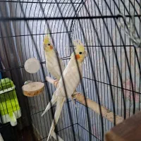 عروس هلندی|پرنده|پاکدشت, شهرک امام رضا|دیوار