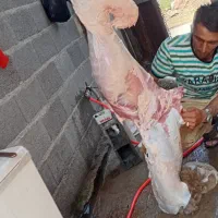 قصابی در محل