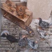 جوجه رسمی