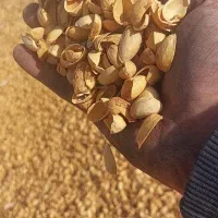 خریدار پوست پسته و پوک تناژ بالا|خدمات باغبانی و درختکاری|رفسنجان, |دیوار