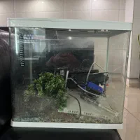 اکواریوم|ماهی|مرند, |دیوار