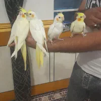طوطی عروس هلندی|پرنده|سوسنگرد, |دیوار