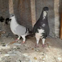 خوشرنگ و بدرنگ
