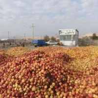 سیب زیر درختی ملکی