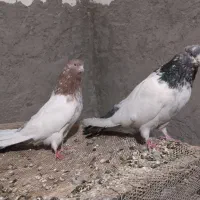 کله دار