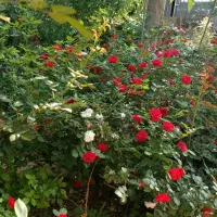 نهال گل محمدی