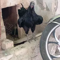 خروس