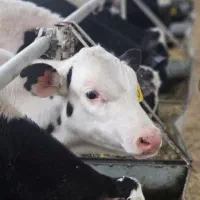 گوساله نر هلشتاین