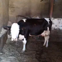 گاو سیمیتال|حیوانات مزرعه|کشاورز, |دیوار