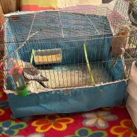 عروس هلندی|پرنده|صومعه‌سرا, |دیوار