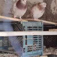جفت عتیقه سرور زرد درجه یک