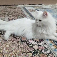 گربه پرشین