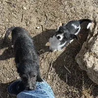 واگذاری پا کوتاه